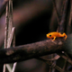 Like other related species, these guys are the very definition of smol, with adults being barely over a centimeter long.